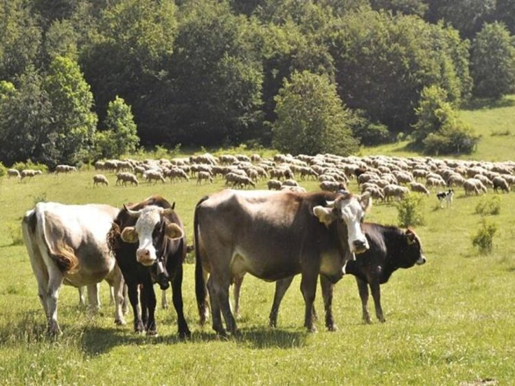 Κρούσμα καταρροϊκού σε εκτροφή βοοειδών στη Λακωνία, θερίζει η ευλογιά τα αιγοπρόβατα στην Θεσσαλία