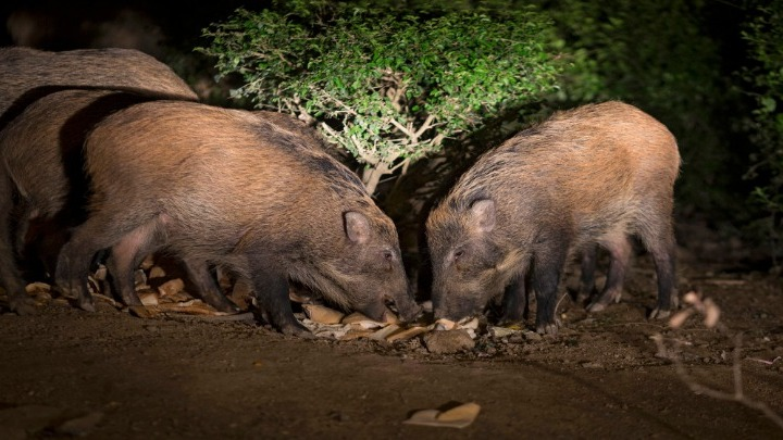 Ηλεία: Αγριογούρουνα έκαναν επιδρομή σε καλλιέργειες με καρπούζια και πεπόνια – Στους 50 τόνους η ζημιά