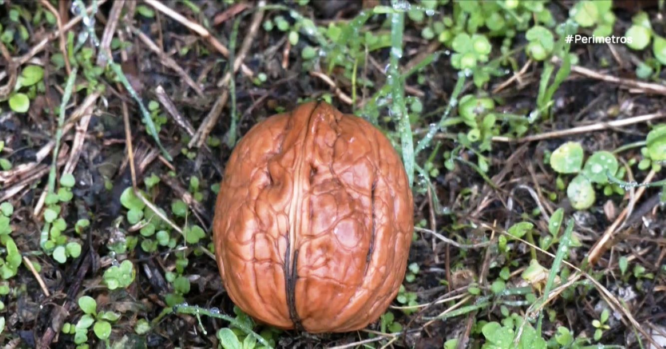 Από τους αιθέρες στην γη της Ελασσόνας