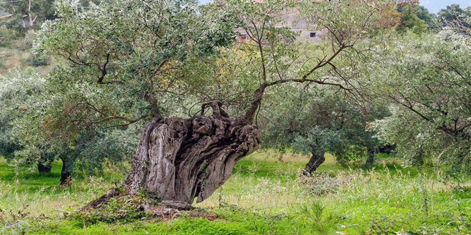 Δήλωση Συγκομιδής Ελαιοκάρπου: Πότε ξεκινά η υποχρεωτική εφαρμογή της