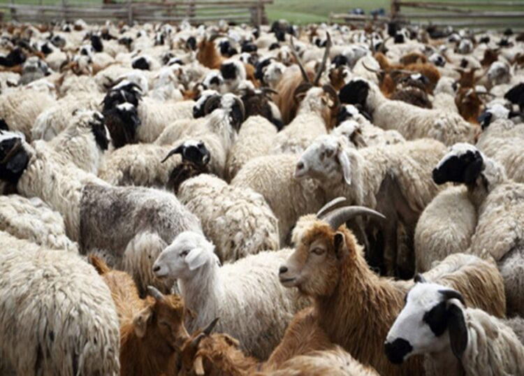 Μάχη κατά της ευλογιάς: Νέα Ομάδα Εργασίας υπό τον ΓΓ Αγροτικής Ανάπτυξης και Τροφίμων, για την προστασία της κτηνοτροφίας