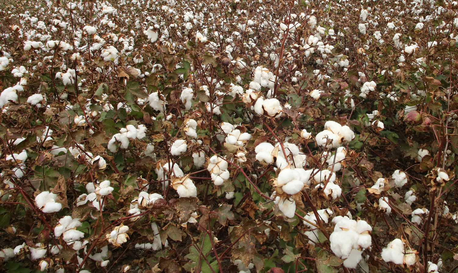 Εσπερίδα της Διεπαγγελματικής Οργάνωσης Βάμβακος στη Λάρισα