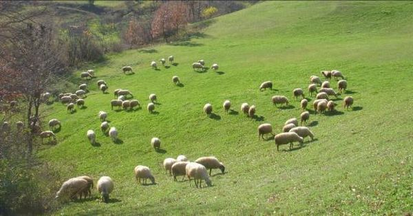Πανελλήνια συνέλευση εκτροφέων αυτόχθονων ελληνικών φυλών – Στο επίκεντρο «η στάση πληρωμών του ΟΠΕΚΕΠΕ»