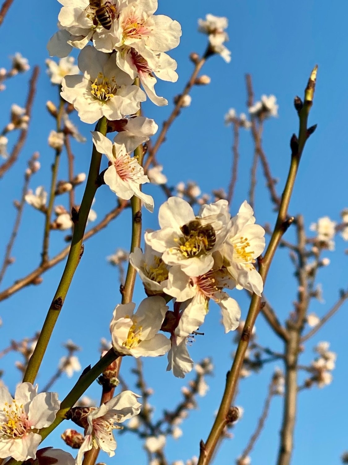 Ζημιά στην ανθοφορία των αμυγδαλοκαλλιεργειών από τις χαμηλές θερμοκρασίες στην επαρχία Ελασσόνας