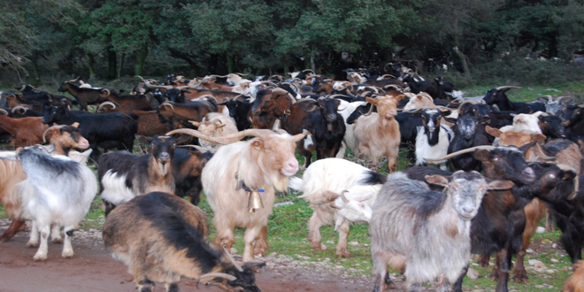 Συνδεδεμένη ενίσχυση κτηνοτρόφων: Έως 14-2 η προσκόμιση των δικαιολογητικών