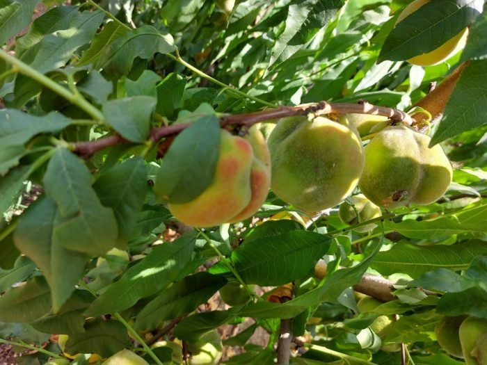 Γιγαντώνεται το πρόβλημα με τη μυστηριώδη ασθένεια που παραμορφώνει τα φρούτα