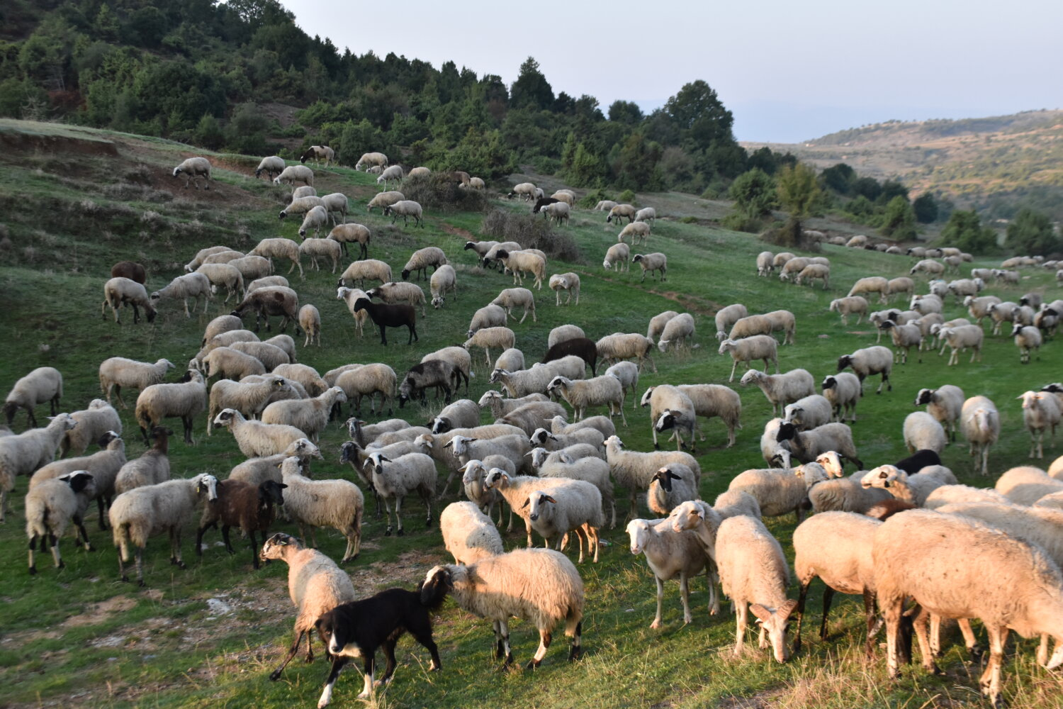 Παγκόσμιο έτος βοσκών και βοσκοτόπων το 2026*