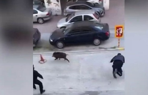 Δύσκολη… πίστα για τους αστυνομικούς ένα αγριογούρουνο – Έδωσαν αγώνα για να το πιάσουν