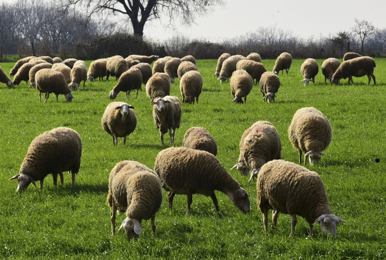 ΣΥΡΙΖΑ – ΠΣ για ευλογιά: Η κτηνοτροφία καταρρέει και η Κυβέρνηση παρακολουθεί αμέτοχη