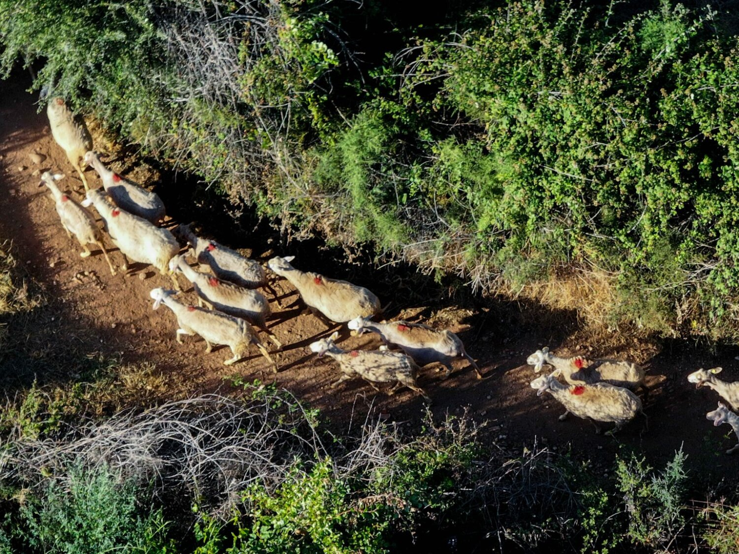 ΠΑΣΟΚ: «Η Κομισιόν κάνει τα αποκαλυπτήρια των κυβερνητικών ψευδών στη διαχείριση της ευλογιάς»