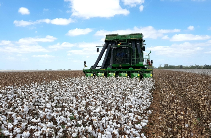 Περιφέρεια Θεσσαλίας: Σε μεμονωμένες περιοχές πράσινο σκουλήκι στη βαμβακοκαλλιέργεια πάνω από το όριο επέμβασης