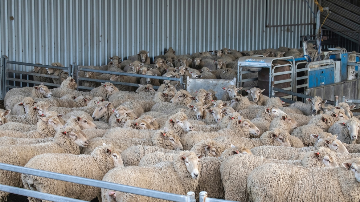 Κτηνοτροφία: Νέες αντιδράσεις για τα μέτρα αναχαίτισης της ευλογιάς