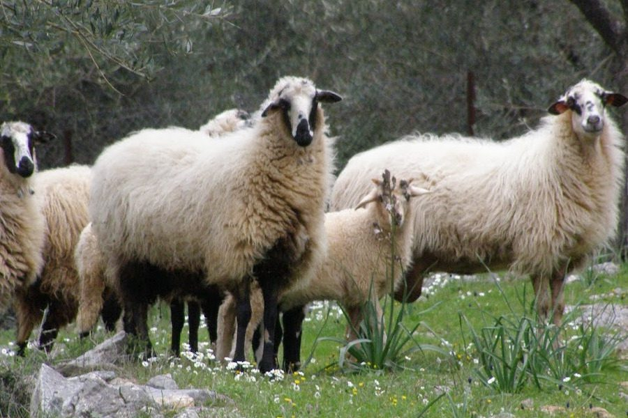 Σε τριπλασιασμό κονδυλίων για αποζημιώσεις ευλογιάς υποχρεώνεται η κυβέρνηση