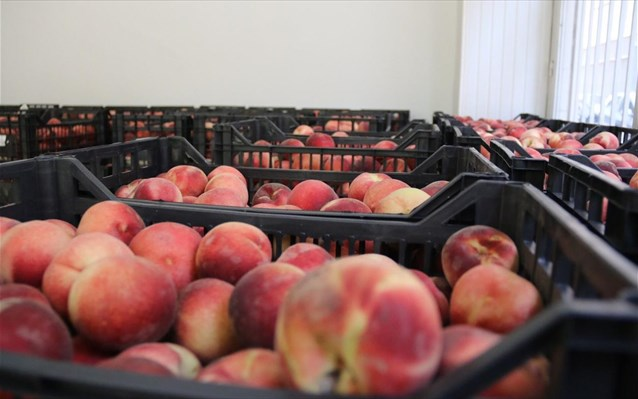 Λάρισα: Σε απόγνωση οι ροδακινοπαραγωγοί για την χαμηλή τιμή του προϊόντος