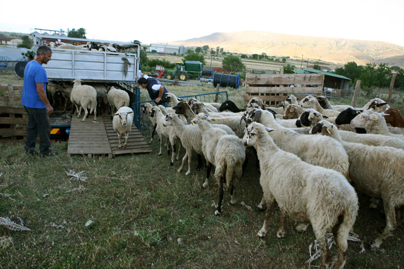 Πώς θα κατανεμηθούν 89 εκατ. ευρώ στους κτηνοτρόφους