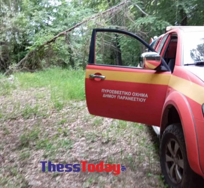 Επίθεση αρκούδας στη Δράμα: «Του όρμηξε κι εκείνος έπεσε στη χαράδρα» – Τα πρώτα λόγια του ορειβάτη που σκαρφάλωσε σε δέντρο για να σωθεί