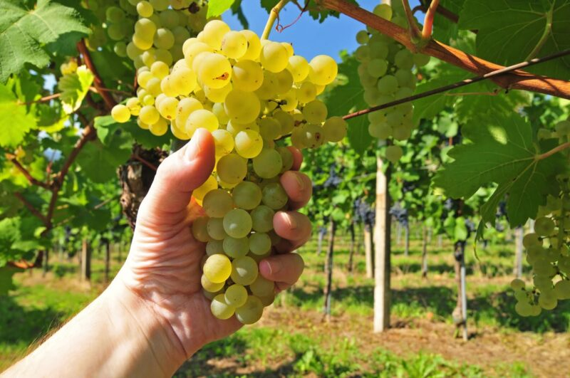 Την Πέμπτη 5-2 & στο Μουζάκι η 2η ανοικτή συνάντηση αμπελοκαλλιεργητών, των Δήμων  Πύλης & Μουζακίου