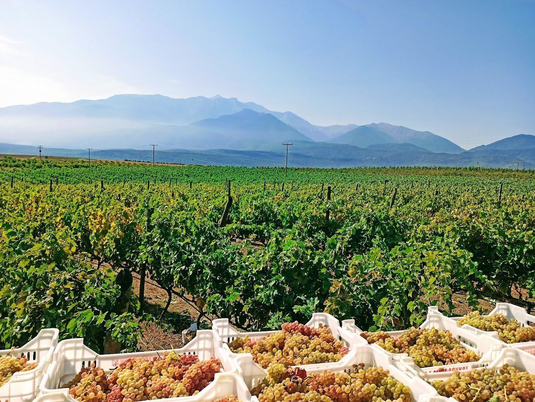 Τρύγος και κρασί: Η γιορτή που κρύβει κόπους ενός χρόνου