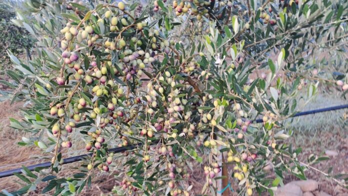 Η Ιταλία αλλάζει την παγκόσμια ελαιοκαλλιέργεια: Έφτιαξαν ποικιλία που δεν χρειάζεται πότισμα και αποδίδει υπερεντατικά σε ελιές και λάδι