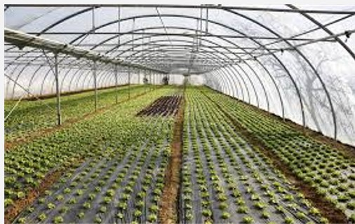 Παρατείνεται έως στις 11 Νοεμβρίου, η προθεσμία υποβολής αιτήσεων για θερμοκήπια και στέγαστρα φυτικής παραγωγής