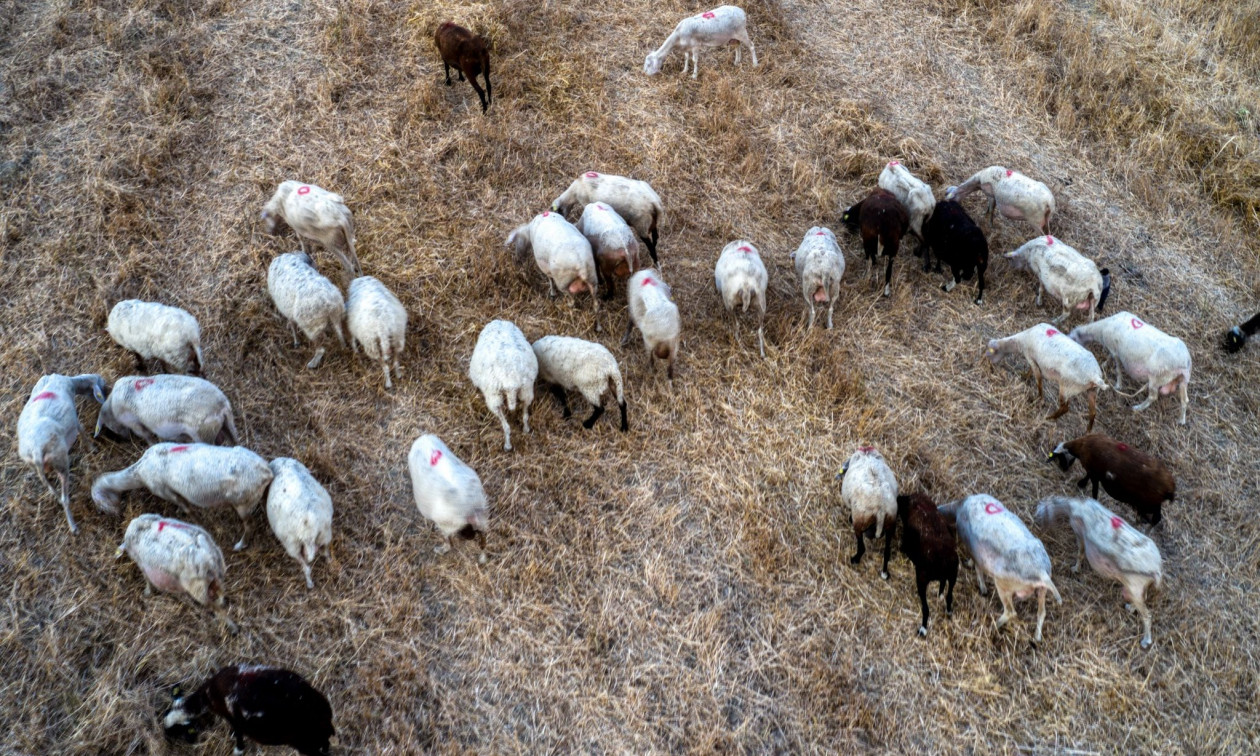 Διευκρινίσεις ΥΠΑΑΤ σχετικά με τα μέτρα περιορισμού των μετακινήσεων αιγοπροβάτων σε περιοχές που έχουν πληγεί από την ευλογιά