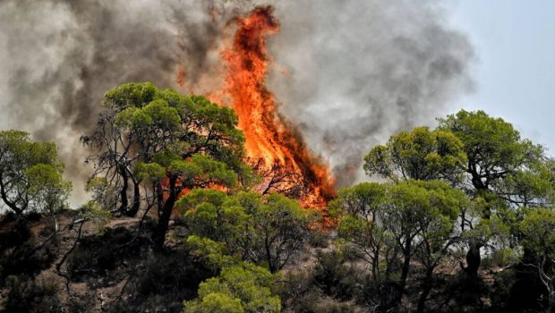 Φωτιά στη Φθιώτιδα – Κινητοποιήθηκαν εναέρια μέσα