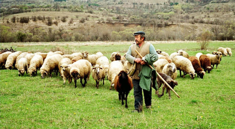 Κτηνοτροφία: Έκθεση καμπανάκι απο την Ε.Ε – Επανεκκίνηση ή αποχώρηση για χιλιάδες παραγωγούς;
