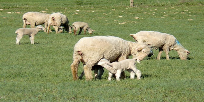 Πρώτα εκπαίδευση και μετά πληρωμή της συνδεδεμένης στους κτηνοτρόφους