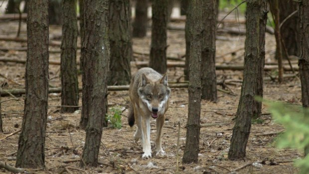 Βίντεο: Νέα εμφάνιση λύκου μέσα σε χωριό στη Χαλκιδική – Ανησυχούν οι κάτοικοι [βίντεο]