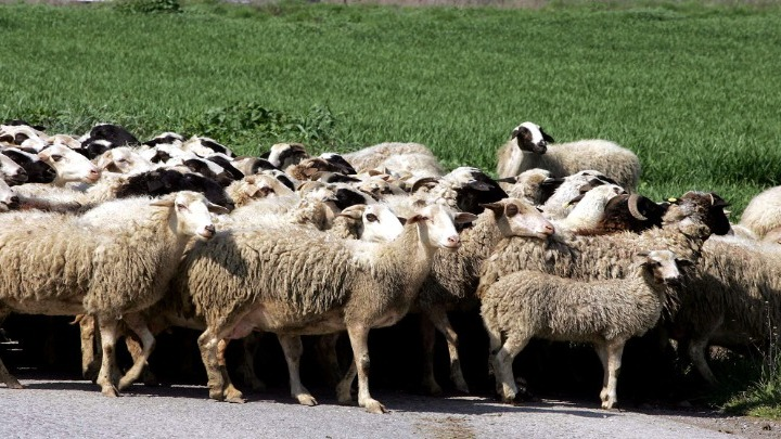 Θανατώθηκε κτηνοτροφική εκμετάλλευση 700 ζώων στην Π.Ε. Καρδίτσας λόγω ευλογιάς