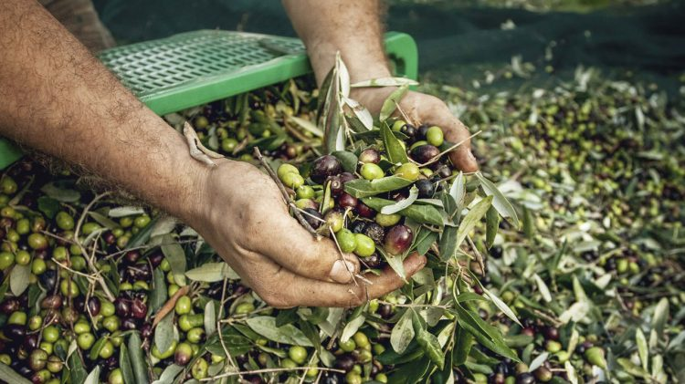 ΔΑΟΚ ΠΕ Τρικάλων: Κατόπιν ραντεβού, η παραλαβή των αιτήσεων για την Εγγραφή-Επικαιροποίηση στο Ελαιοκομικό Μητρώο