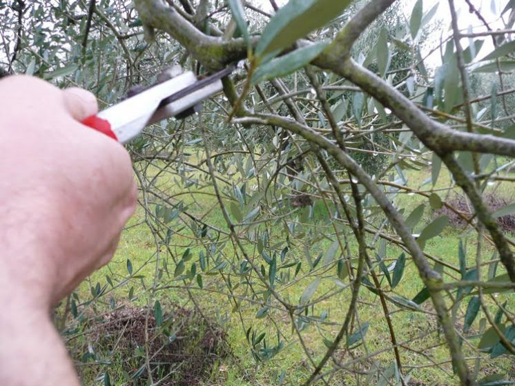 Κλάδεμα ελιάς: Θεμελιώδεις αρχές και πρακτική εφαρμογή