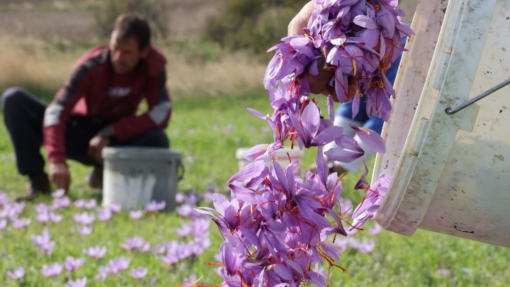 Κρόκος Κοζάνης: Οι προσδοκίες της φετινής παραγωγής